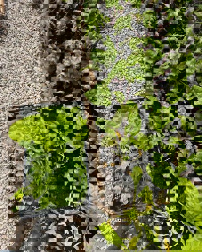 blog-spinach-pesto-recipe-spinach-in-garden