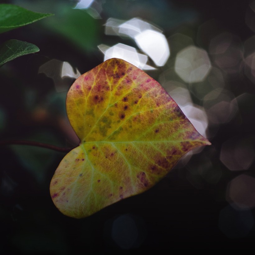 MYG Image